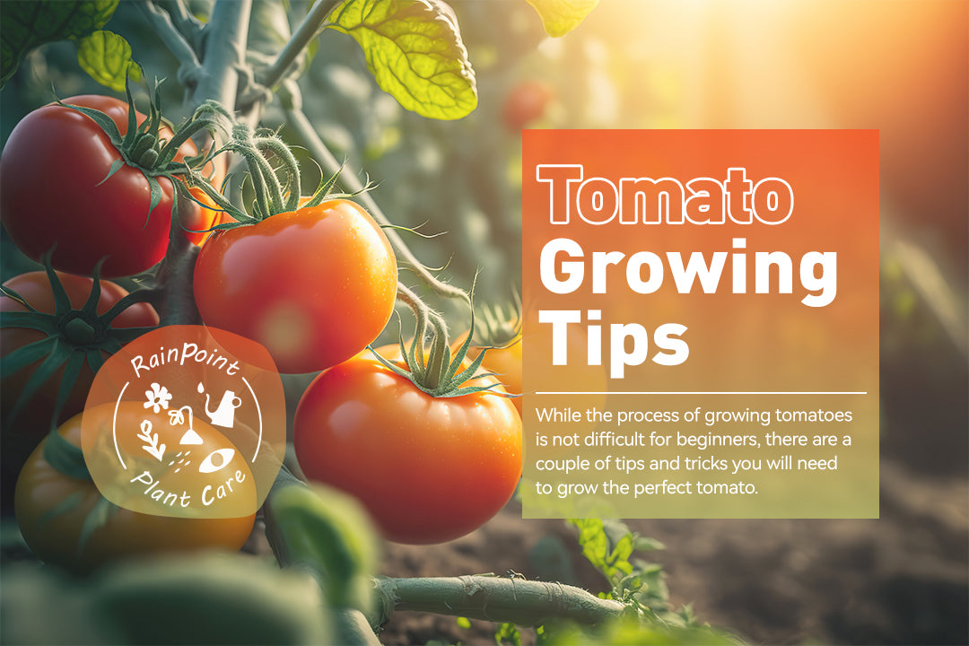 How To Grow And Care For Tomatoes