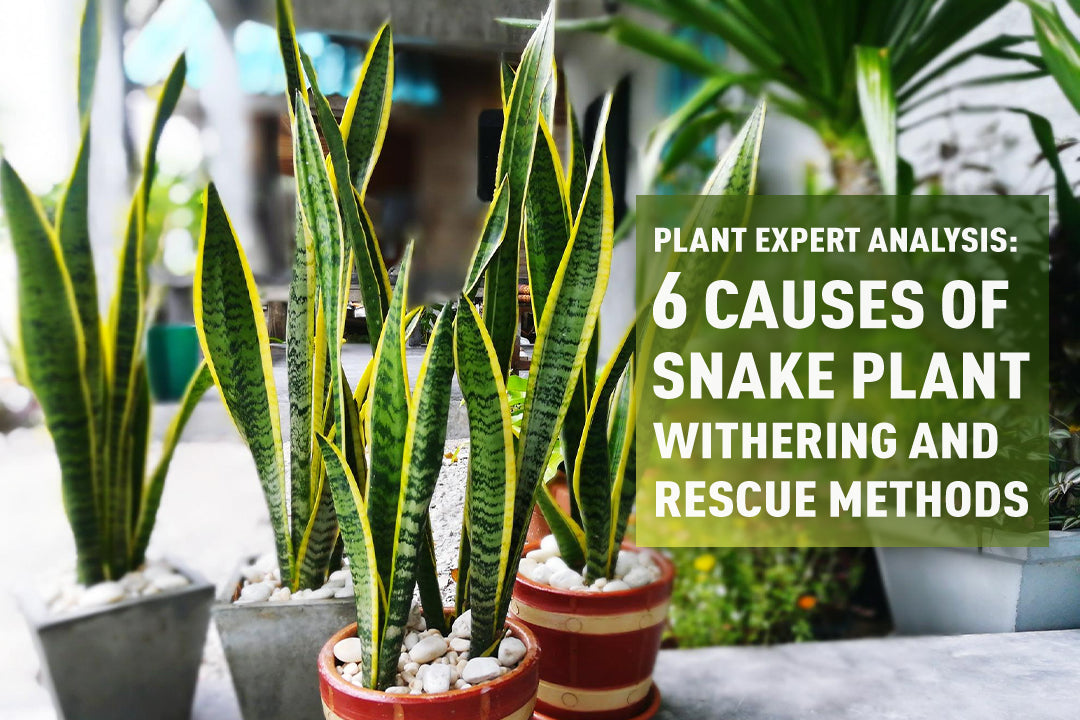 Plant Expert Analysis: 6 Causes of Snake Plant Withering and Rescue Methods