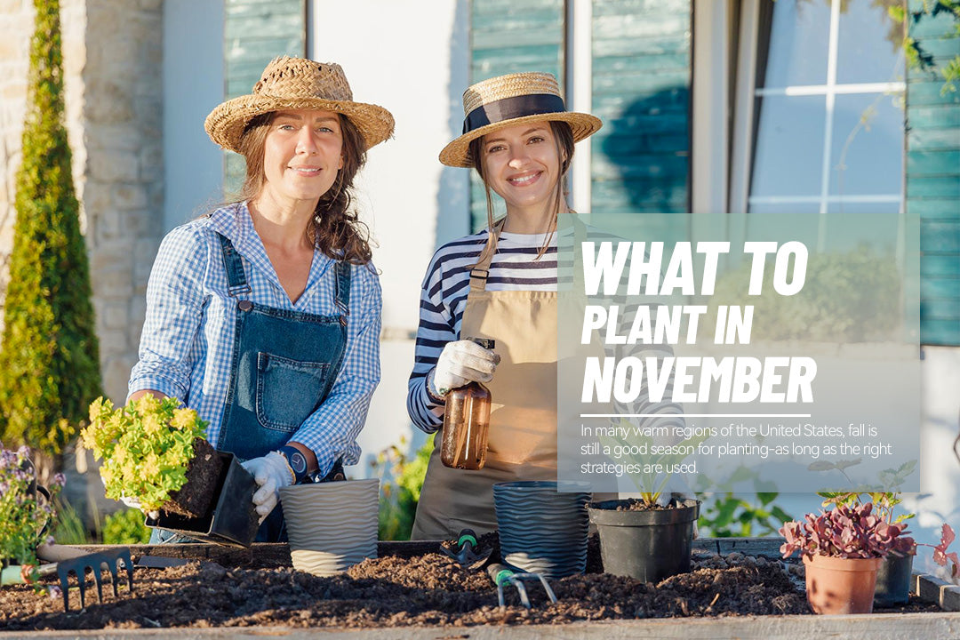 what to plant in november