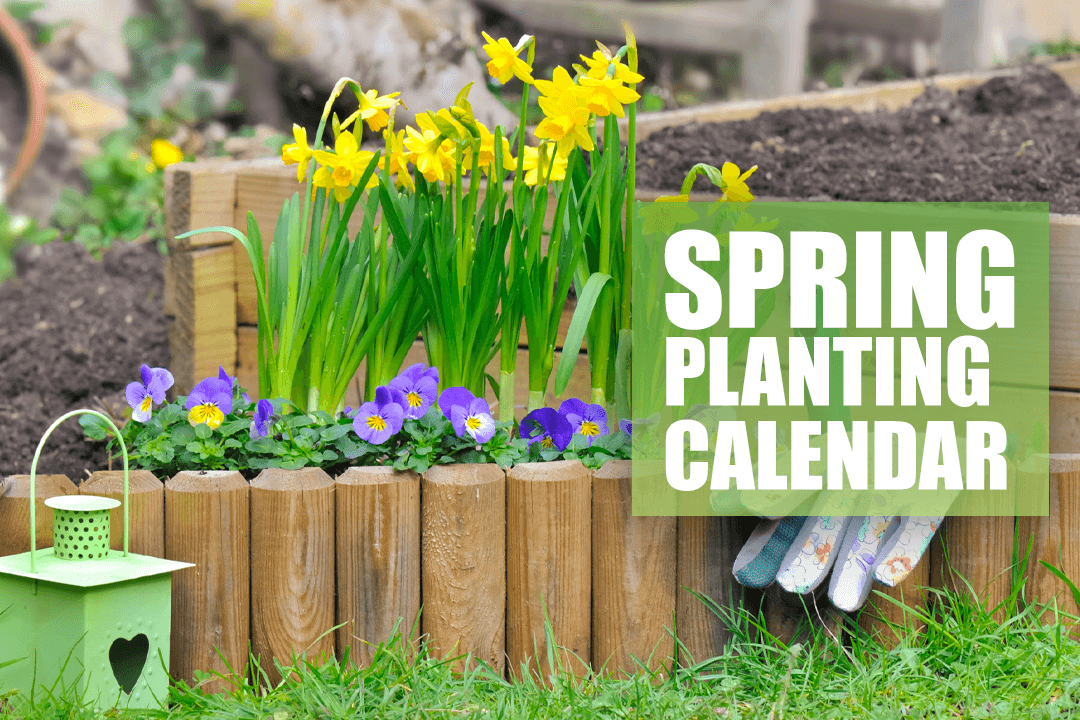 Spring Planting Calendar