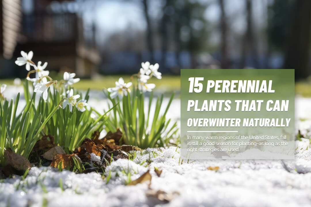 15 Perennial Plants That Can Overwinter Naturally