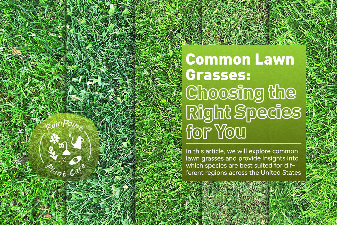 Common Lawn Grasses: Choosing the Right Species for You – RainPoint ...