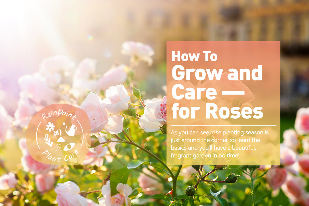 How To Grow and Care for Roses