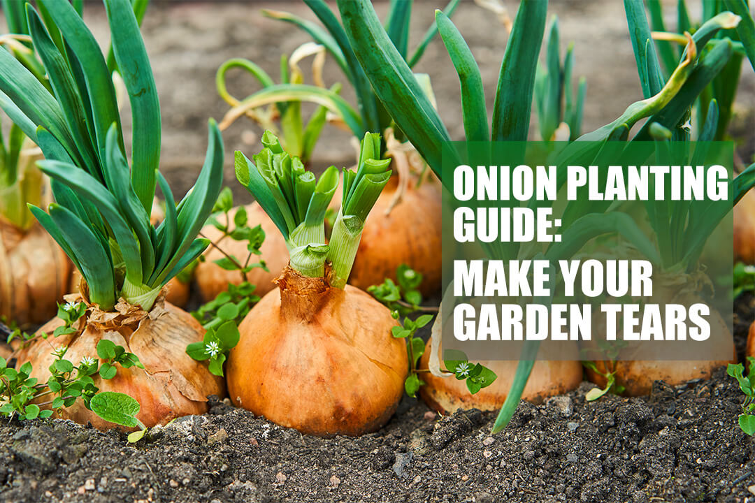 Onion Planting Guide: Make Your Garden Tears