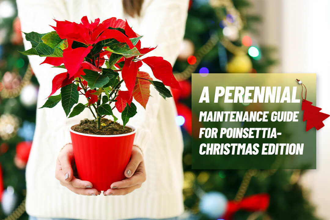 A Perennial Maintenance Guide for poinsettia-Christmas Edition